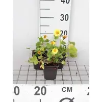 GRDplanten 6x Voorjaarszonnebloem - Doronicum orientale | 9x9 cm pot