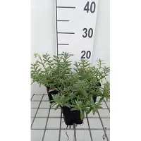 GRDplanten 6x Zonneroosje - Helianthemum hybr. 'Wisley Primrose' | 9x9 cm pot