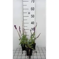 GRDplanten 6x Struiksalie - Salvia nem. 'Lubeca' | 9x9 cm pot
