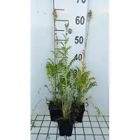 GRDplanten 6x Jakobsladder - Polemonium caer. 'Album' | 9x9 cm pot
