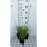 GRDplanten 6x Tulbaghia - Tulbaghia viol. 'Alba' | 9x9 cm pot