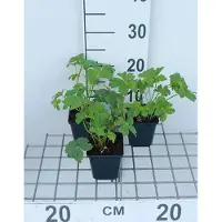 GRDplanten 6x Zeeuws knoopje - Astrantia maj. 'Buckland' | 9x9 cm pot