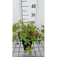 GRDplanten 6x Ooievaarsbek - Geranium oxon. 'Rose Clair' | 9x9 cm pot