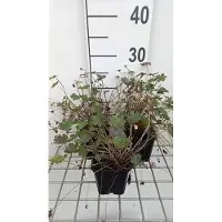 GRDplanten 6x Ooievaarsbek - Geranium hybr. 'Orkney Cherry' | 9x9 cm pot