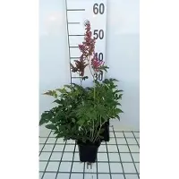 GRDplanten 6x Pluimspirea - Astilbe (j) 'Red Sentinel' | 9x9 cm pot