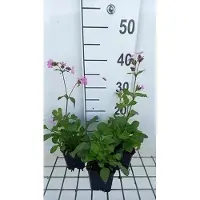 GRDplanten 6x Silene - Silene dioica | 9x9 cm pot