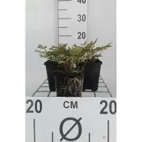 GRDplanten 6x Pluimspirea - Astilbe (s) 'Hennie Graafland' | 9x9 cm pot