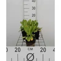 GRDplanten 6x Kogelprimula - Primula dent. 'Rubin' | 9x9 cm pot