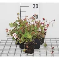 GRDplanten 6x Ooievaarsbek - Geranium cant. 'St. Ola' | 9x9 cm pot