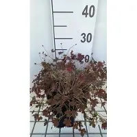 GRDplanten 6x Ooievaarsbek - Geranium oxon. 'Sanne' | 9x9 cm pot