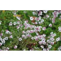 GRDplanten 6x Aster - Aster lateriflorus 'Horizontalis' | 9x9 cm pot