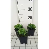 GRDplanten 6x Silene - Silene schafta 'Splendens' | 9x9 cm pot