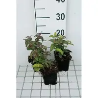 GRDplanten 6x Monarda - Monarda bradburiana | 9x9 cm pot