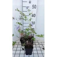 GRDplanten 6x Ooievaarsbek - Geranium hybr. 'Blue Cloud' | 9x9 cm pot