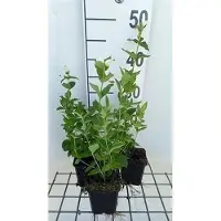 GRDplanten 6x Schildpadbloem - Chelone obl. 'Alba' | 9x9 cm pot