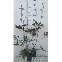 GRDplanten 6x Zilverkaars - Actaea rac. Reine de Saba" | 9x9 cm pot
