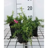 GRDplanten 6x Vlambloem - Phlox (s) 'Atropurpurea' | 9x9 cm pot