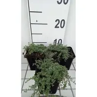 GRDplanten 6x Kruiptijm - Thymus praecox 'Pseudolanuginosus' | 9x9 cm pot