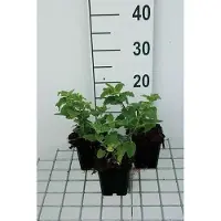 GRDplanten 6x Gamander - Teucrium hyrc. 'Paradise delight' | 9x9 cm pot