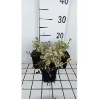 GRDplanten 6x Valse vuurwerkplant - Ballota pseudodictamnus compact | 9x9 cm pot