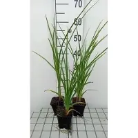 GRDplanten 6x Vuurpijl - Kniphofia rooperi | 9x9 cm pot