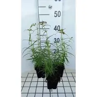 GRDplanten 6x Schildpadbloem - Penstemon hybr. 'Evelyn' | 9x9 cm pot