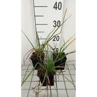GRDplanten 6x Vuurpijl - Kniphofia hybr. 'Tawney King' | 9x9 cm pot