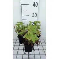 GRDplanten 6x Ridderspoor - Delphinium 'M.f.' bleu foncé/abeille blanche | 9x9 cm pot