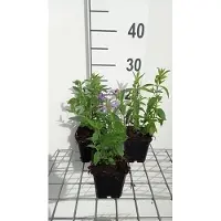 GRDplanten 6x Pycnanthemum - Pycnanthemum pilosum | 9x9 cm pot