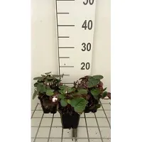 GRDplanten 6x Alpenviooltje - Cyclamen coum 'Album' | 9x9 cm pot
