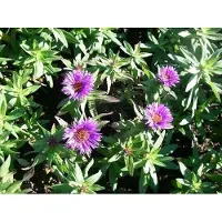 GRDplanten 6x Aster - Aster n.a. 'Purple Dome' | 9x9 cm pot
