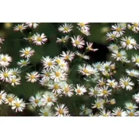 GRDplanten 6x Aster - Aster hybr. 'Monte Cassino' | 9x9 cm pot