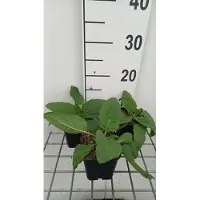 GRDplanten 6x Veldsalie - Salvia prat. 'Swan Lake' | 9x9 cm pot