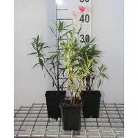 GRDplanten 6x Spoorbloem - Centranthus ruber 'Coccineus' | 9x9 cm pot
