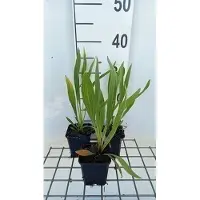 GRDplanten 6x Zonnehoed - Echinacea paradoxa | pot 9 x 9 cm
