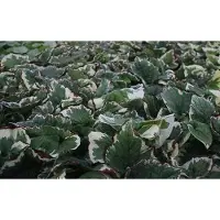 GRDplanten 6x Kaukasische vergeet-mij-nietje - Brunnera macr. 'Variegata' | 9x9 cm pot