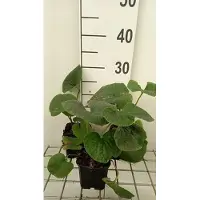 GRDplanten 6x Brunnera - Brunnera sibirica | 9x9 cm pot