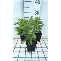 GRDplanten 6x Guldenroede - Solidago hybr. 'Golden Dwarf' | 9x9 cm pot