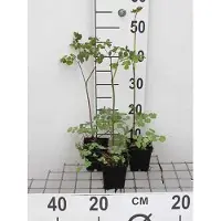GRDplanten 6x Ruit - Thalictrum rochebrunianum | 9x9 cm pot