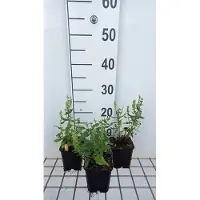 GRDplanten 6x Struiksalie - Salvia nem. 'Sensation Medium White' | 9x9 cm pot