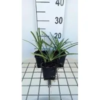 GRDplanten 6x Afrikaanse lelie - Agapanthus 'Lilliput' | 9x9 cm pot