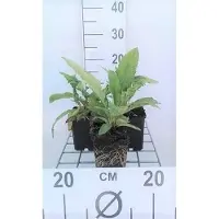 GRDplanten 6x Kogeldistel - Echinops ritro | 9x9 cm pot