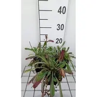 GRDplanten 6x Fijnstraal - Erigeron hybr. Quakeress' | 9x9 cm pot