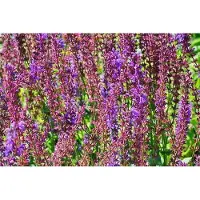 GRDplanten 6x Salie - Salvia sylv. 'Dear Anja' | 9x9 cm pot