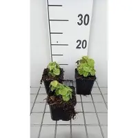 GRDplanten 6x Bonte gele dovenetel - Lamiastrum gal. 'Florentinum' ( 'variegatum') | 9x9 cm pot