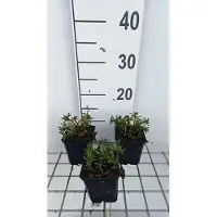 GRDplanten 6x Scheefkelk - Iberis semp. 'Appen Etz' | 9x9 cm pot