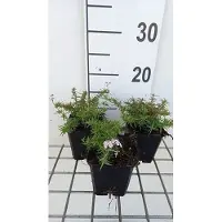 GRDplanten 6x Vlambloem - Phlox (s) 'Kimono Pink White' | 9x9 cm pot