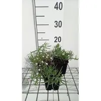 GRDplanten 6x Gipskruid - Gypsophila hybr. 'Rosenschleier' | 9x9 cm pot