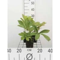 GRDplanten 6x Kijkblad - Rodgersia pinnata | 9x9 cm pot