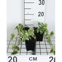 GRDplanten 12x Hedera Helix 'Yellow Ripple' - Hedera helix 'Yellow Ripple' | 9x9 cm pot